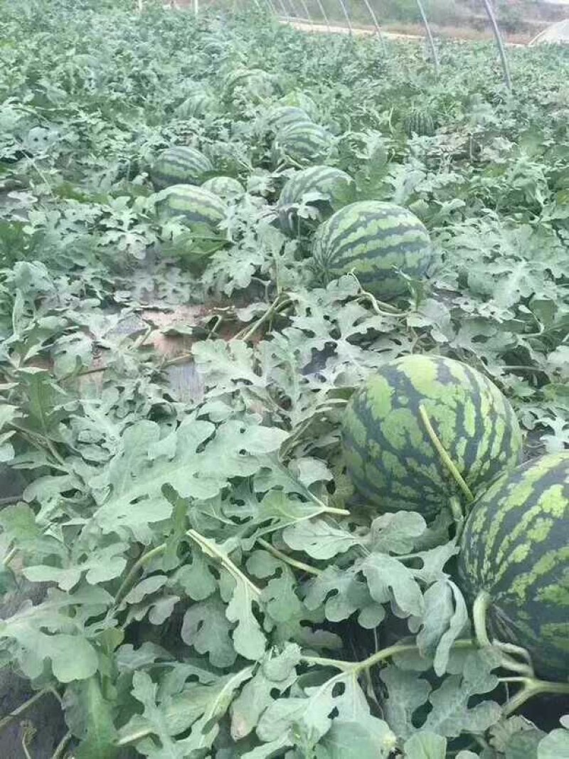 超大甜王0号西瓜种子采用菲律宾原种基因皮薄不裂瓜高糖度