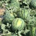 超大甜王0号西瓜种子采用菲律宾原种基因皮薄不裂瓜高糖度