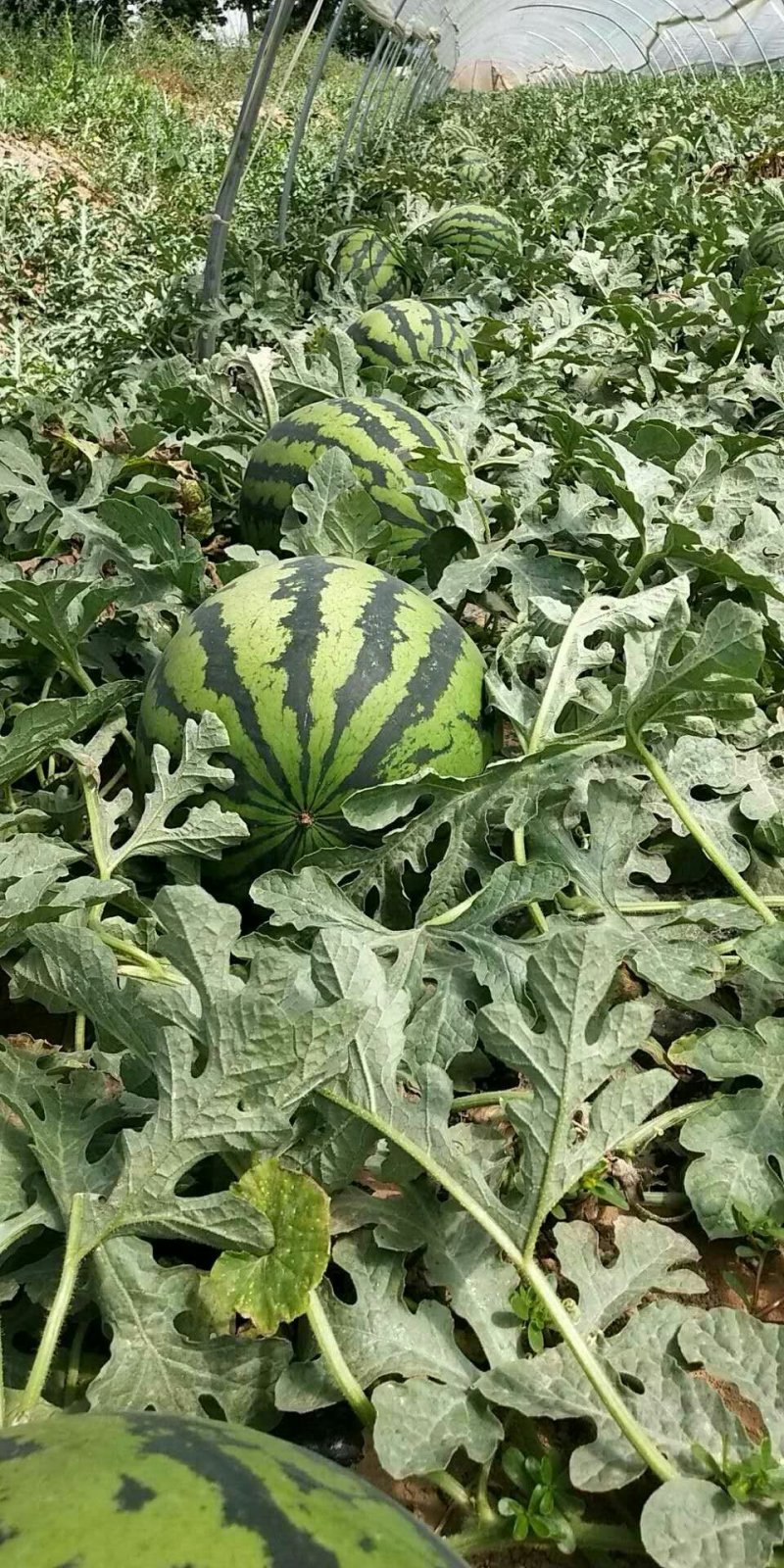 超大甜王0号西瓜种子采用菲律宾原种基因皮薄不裂瓜高糖度