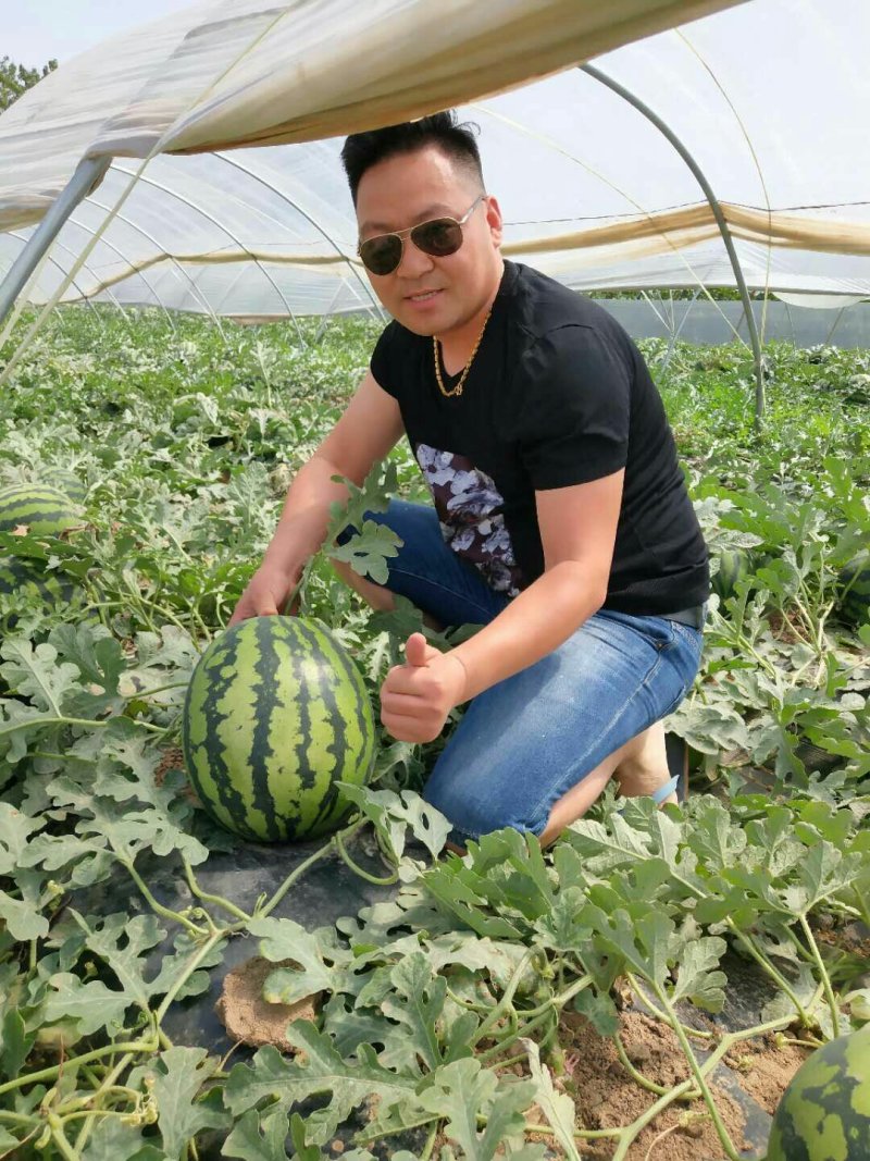 超大甜王0号西瓜种子采用菲律宾原种基因皮薄不裂瓜高糖度