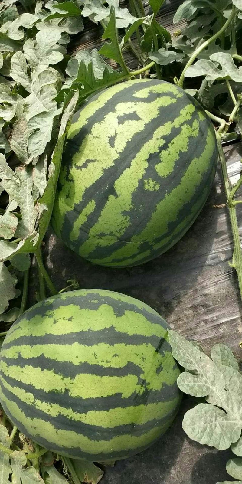 超大甜王0号西瓜种子采用菲律宾原种基因皮薄不裂瓜高糖度