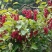 五味子苗北五味子苗包成活基地哈尔滨浩海浆果