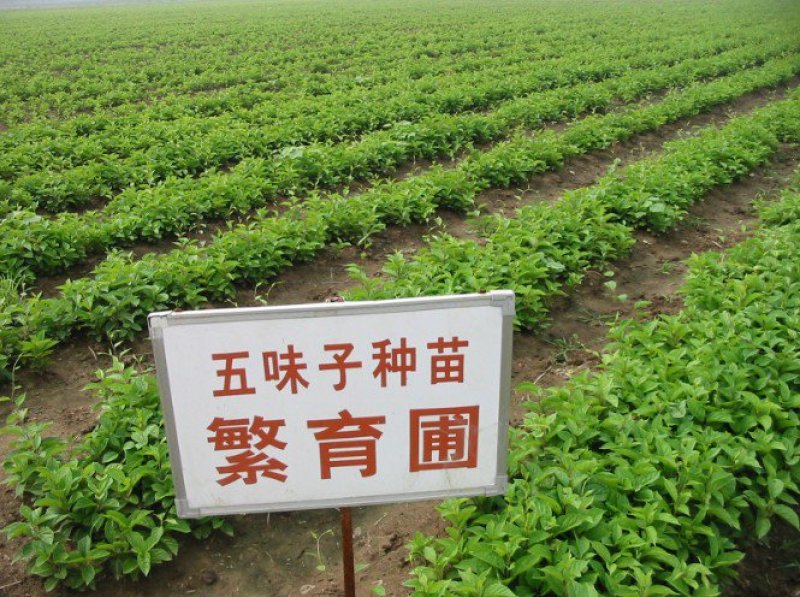 五味子苗北五味子苗包成活基地哈尔滨浩海浆果