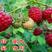 树莓苗红树莓苗双季树莓苗基地直供浩海浆果