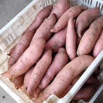 山西太谷沙地红薯品种多量大欢迎产地直发