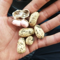 小白沙鲜花生