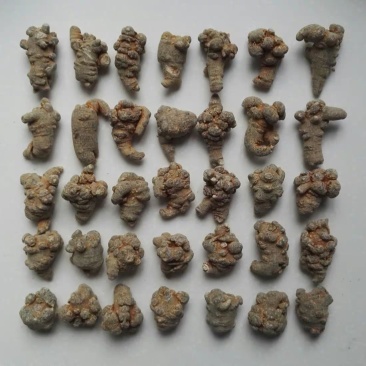 三七一斤包邮45头40头35头33头30头