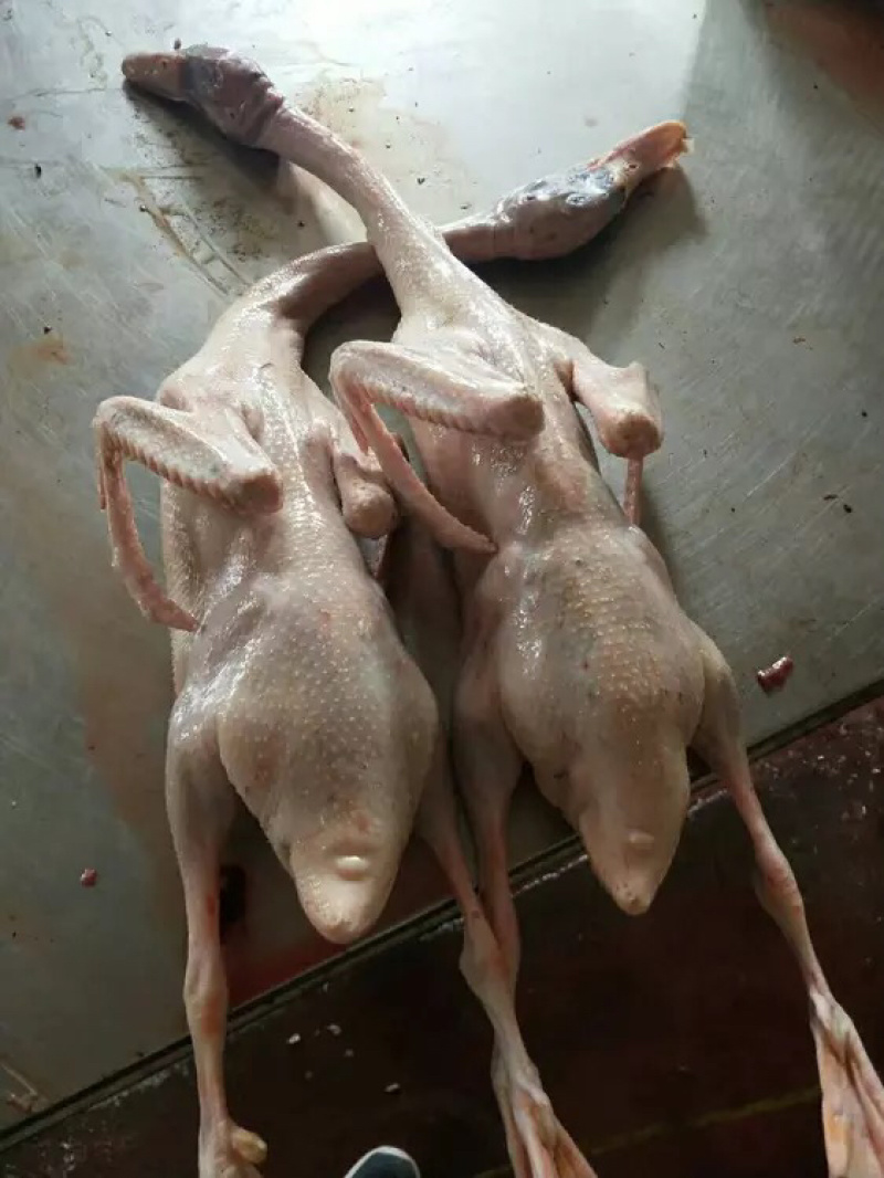 白条鸭
