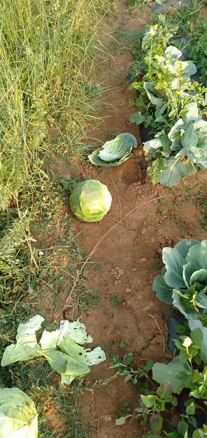 小铁头