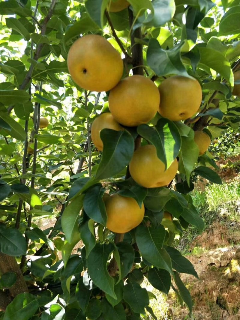 代销福建湖南江西（翠冠梨金秋黄花梨）