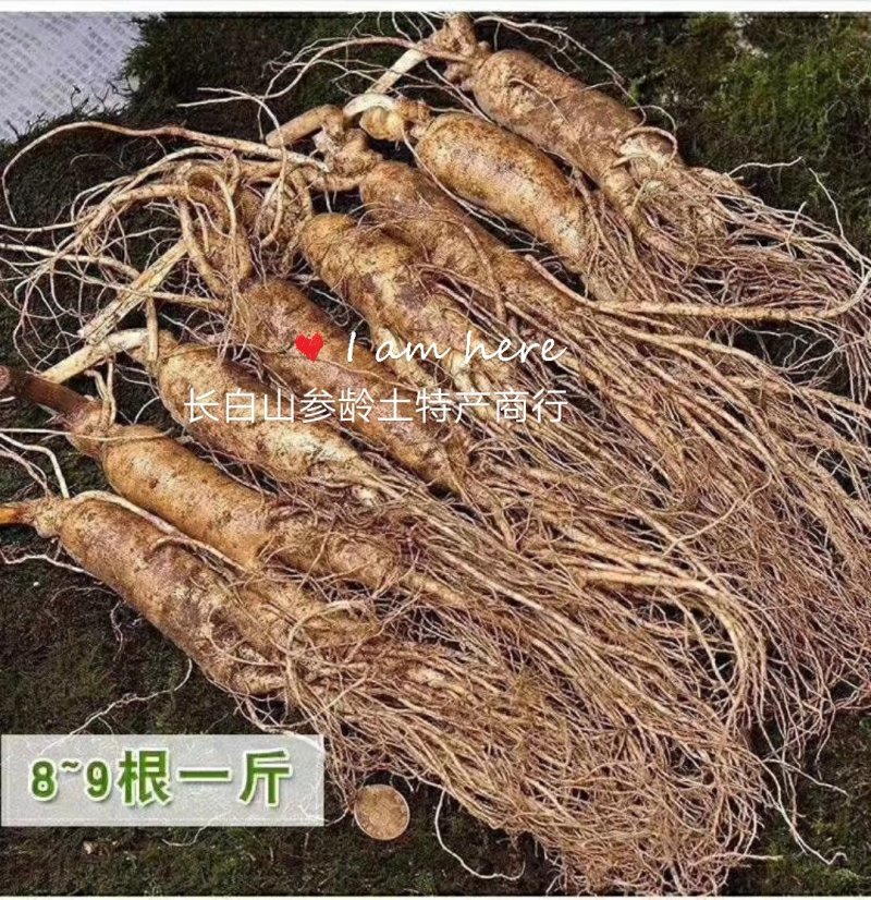 鲜人参！长白山纯纯的好货！足六年