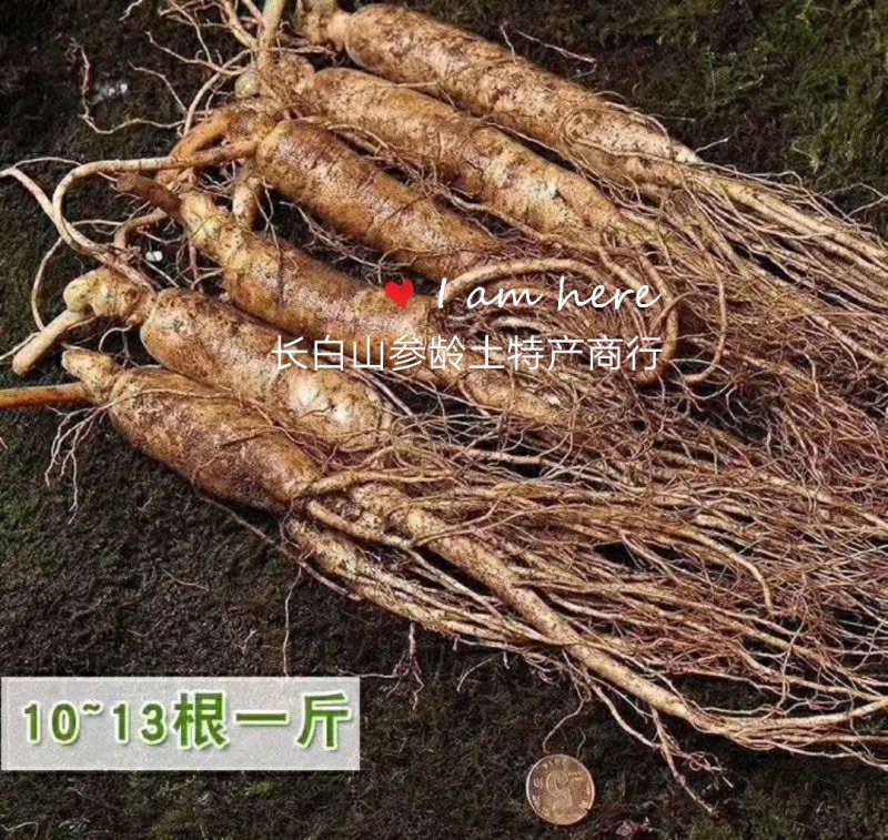 鲜人参！长白山纯纯的好货！足六年