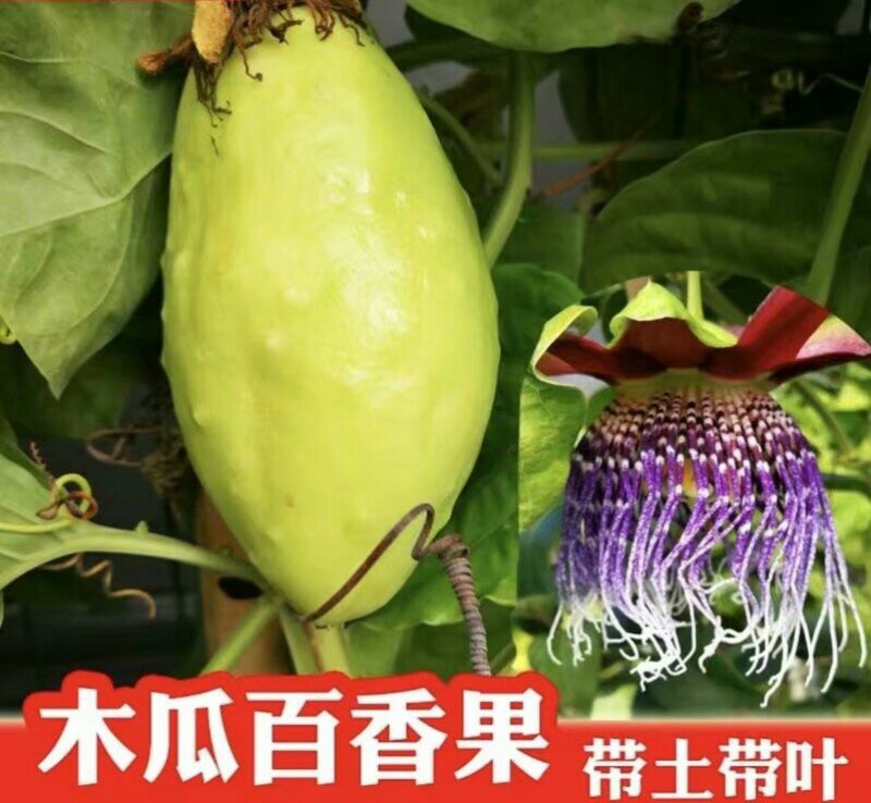 木瓜百香果苗百香果苗绿皮百香果苗黄金百香果苗