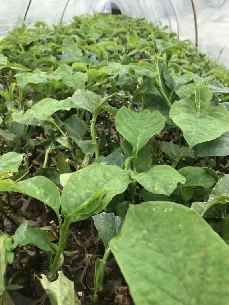 木瓜百香果苗百香果苗绿皮百香果苗黄金百香果苗