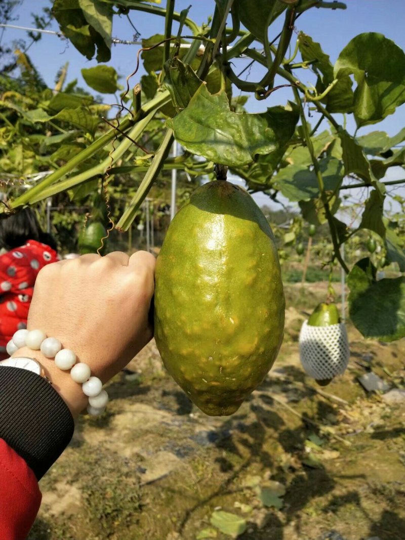 木瓜百香果苗百香果苗绿皮百香果苗黄金百香果苗
