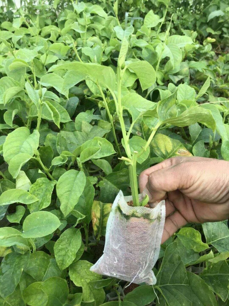 木瓜百香果苗百香果苗绿皮百香果苗黄金百香果苗