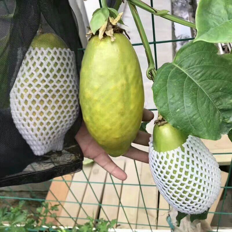 木瓜百香果苗百香果苗绿皮百香果苗黄金百香果苗