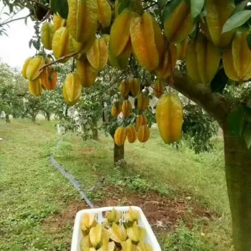 杨桃苗特大纯甜嫁接苗甜杨桃树苗地栽盆栽庭院