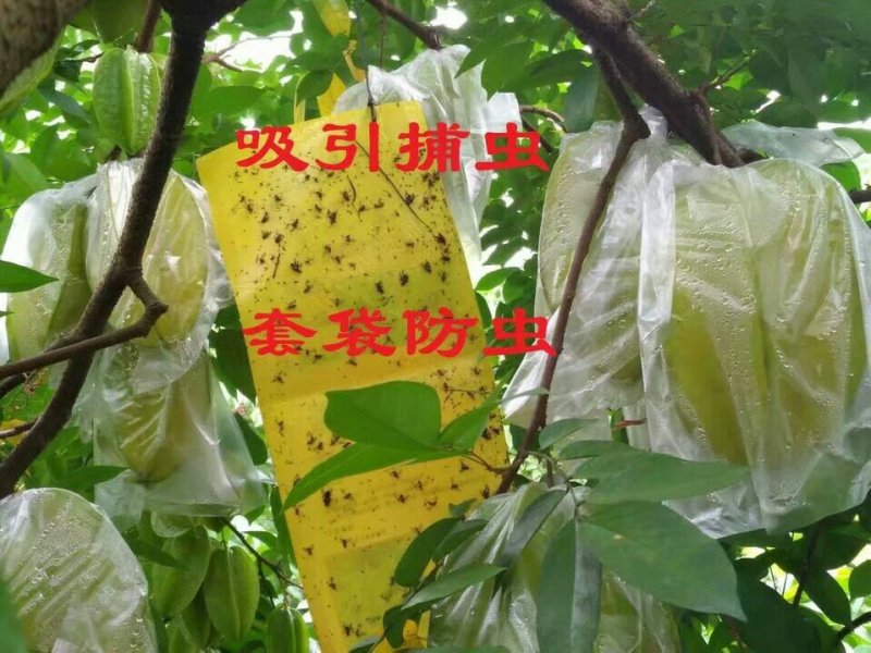 杨桃苗特大纯甜嫁接苗甜杨桃树苗地栽盆栽庭院