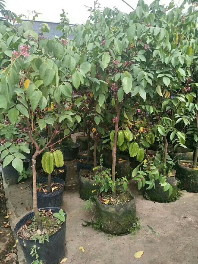 杨桃苗特大纯甜嫁接苗甜杨桃树苗地栽盆栽庭院