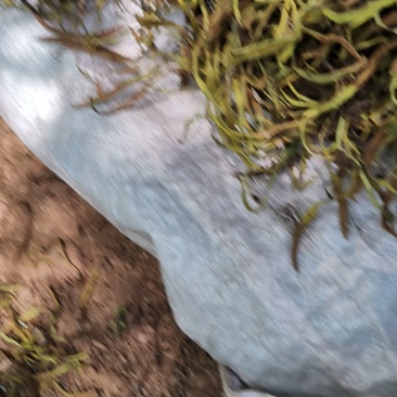 石苇