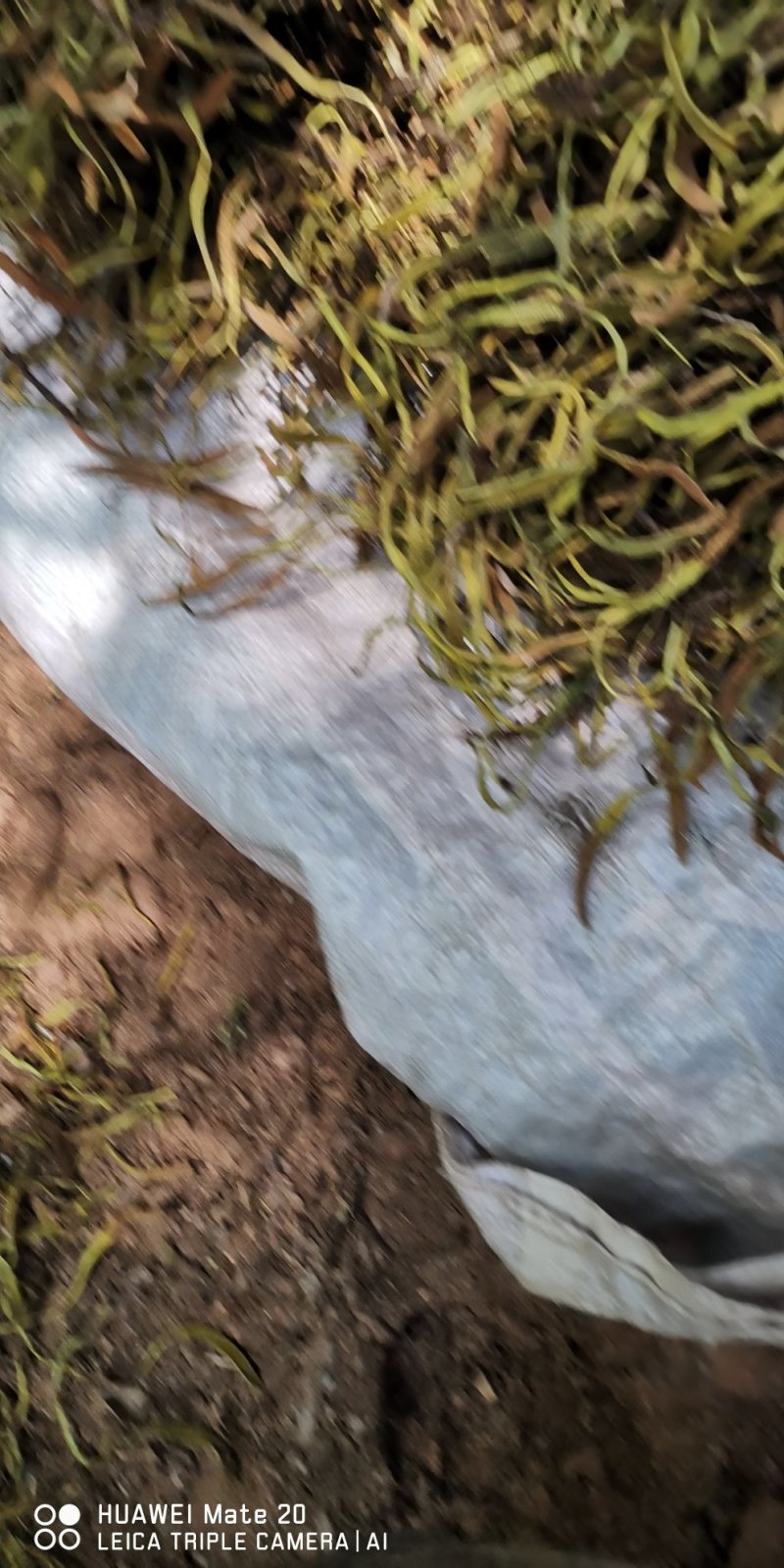 石苇