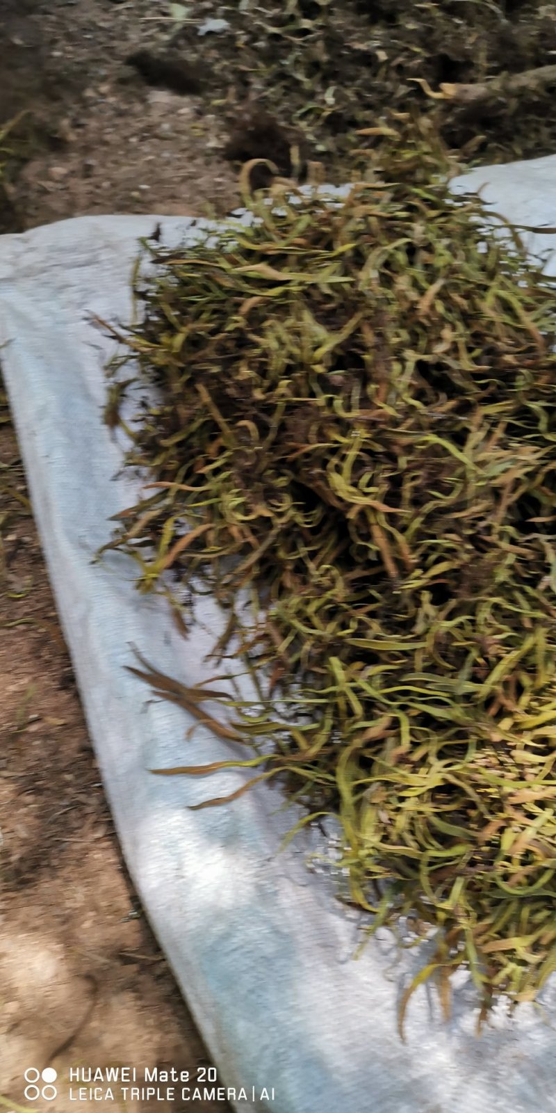石苇
