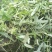 原生态拉冬瓜干货1斤起发货，数量有限，先到先得