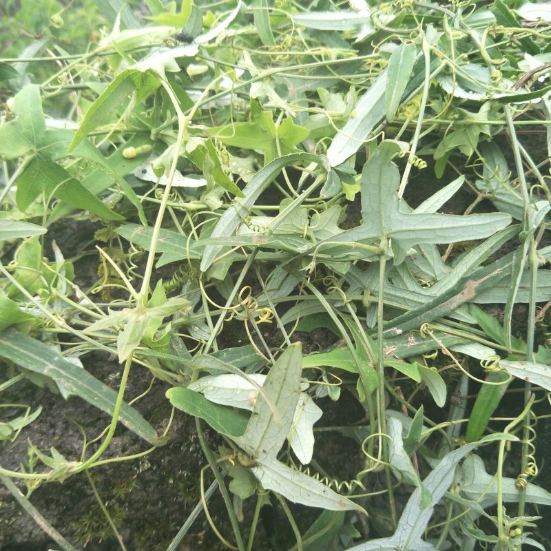 原生态拉冬瓜干货1斤起发货，数量有限，先到先得