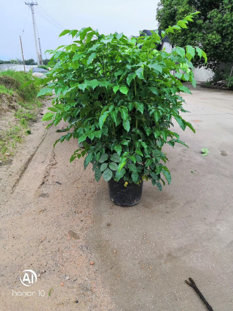 绿宝，幸福树，室内室外，工程绿化苗木