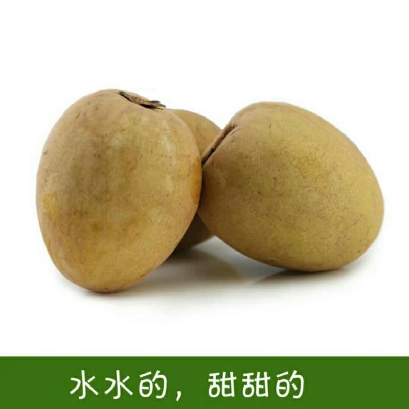 人心果树苗嫁接人参果树苗南北方种植四季盆栽地栽果树苗