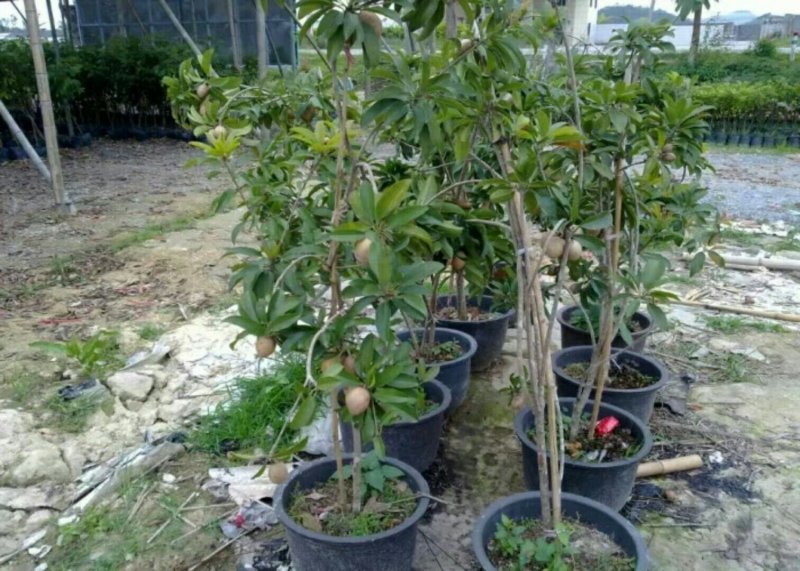 人心果树苗嫁接人参果树苗南北方种植四季盆栽地栽果树苗