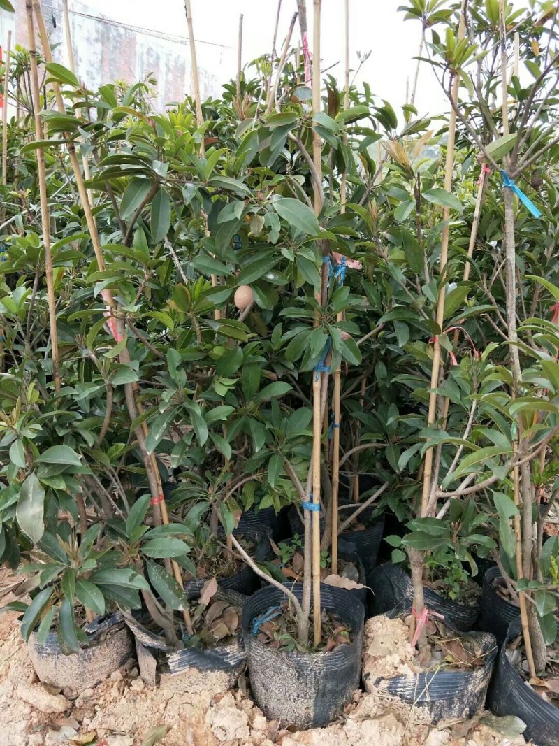 人心果树苗嫁接人参果树苗南北方种植四季盆栽地栽果树苗