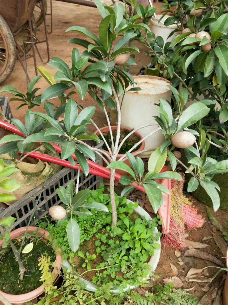 人心果树苗嫁接人参果树苗南北方种植四季盆栽地栽果树苗