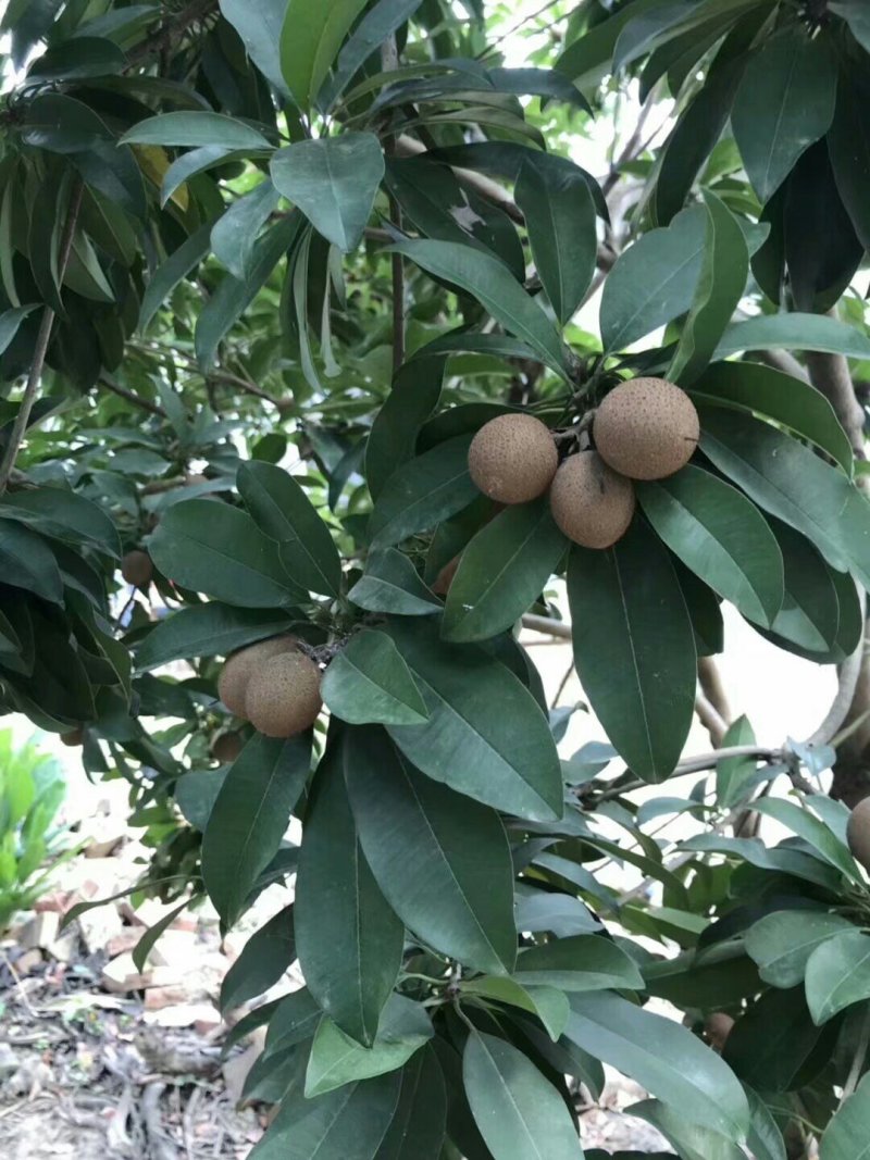 人心果树苗嫁接人参果树苗南北方种植四季盆栽地栽果树苗