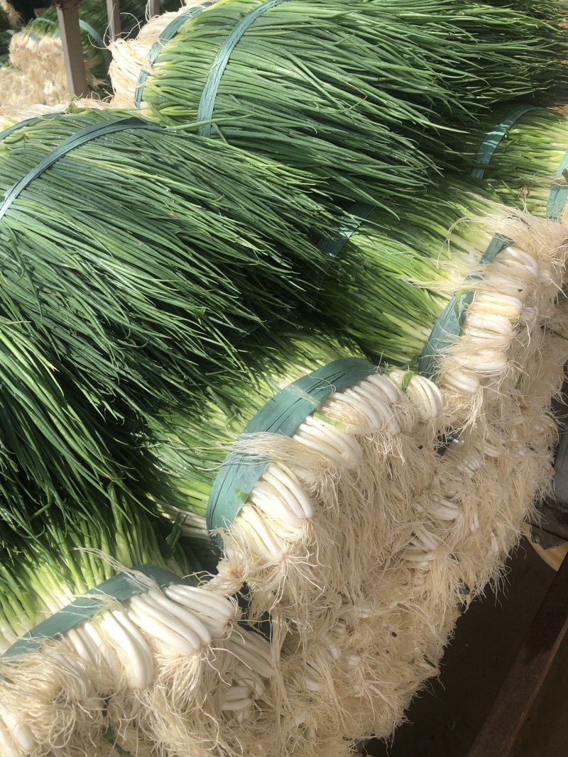 小葱黑葱可以视频看货产地直供欢迎采购