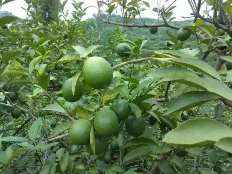 无籽青柠檬苗柠檬苗正品嫁接手指柠檬苗