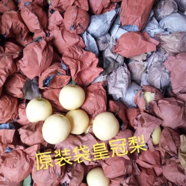 带袋皇冠梨，质量好，甜脆，皮薄，产地直销，每天供应
