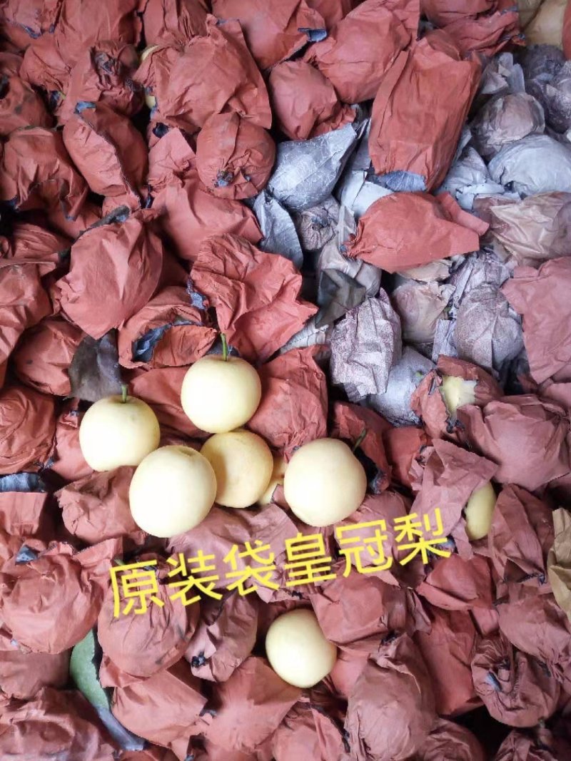 带袋皇冠梨，质量好，甜脆，皮薄，产地直销，每天供应