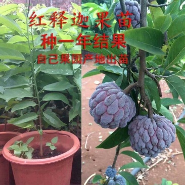 释迦果苗黑老虎布福娜苗大血藤果苗四季可种当年结果盆栽