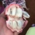 释迦果苗黑老虎布福娜苗大血藤果苗四季可种当年结果盆栽
