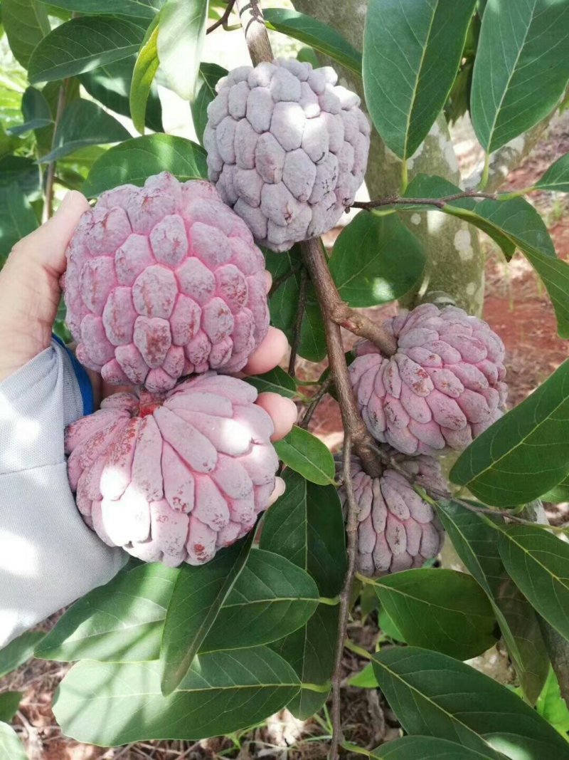 释迦果苗黑老虎布福娜苗大血藤果苗四季可种当年结果盆栽