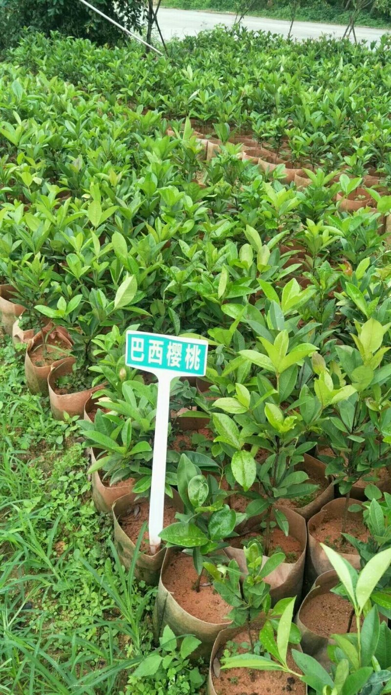 巴西樱桃苗甜樱桃苗南北方果树苗盆栽地栽车厘子