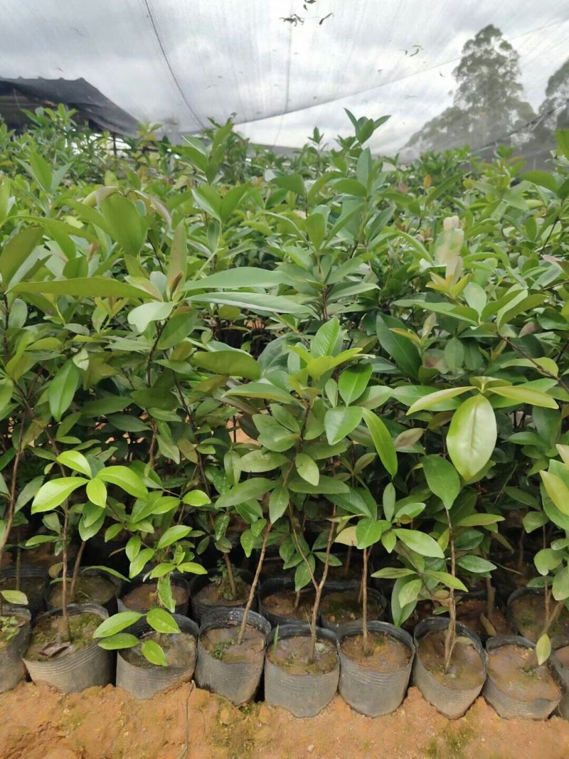 巴西樱桃苗甜樱桃苗南北方果树苗盆栽地栽车厘子
