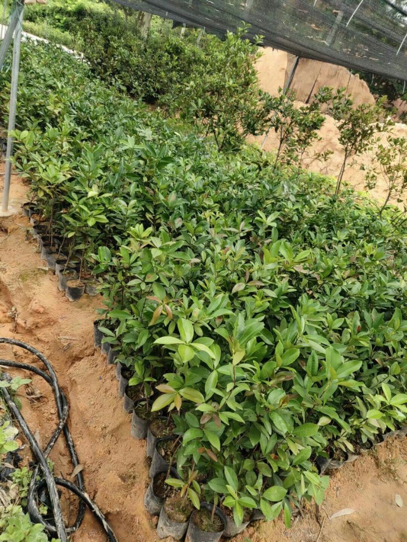 巴西樱桃苗甜樱桃苗南北方果树苗盆栽地栽车厘子
