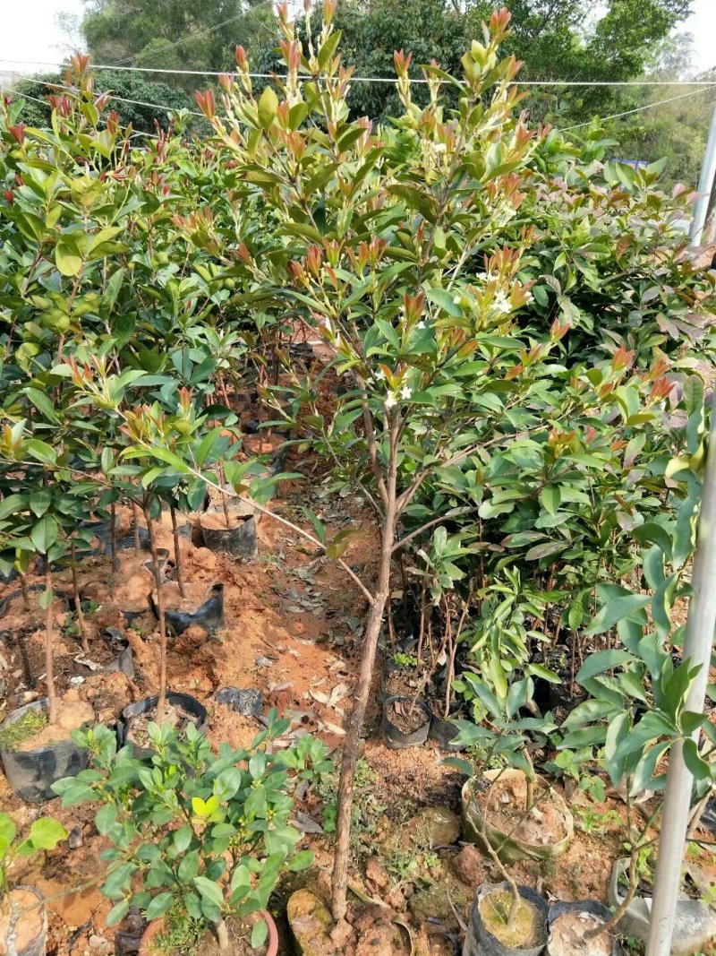 巴西樱桃苗甜樱桃苗南北方果树苗盆栽地栽车厘子