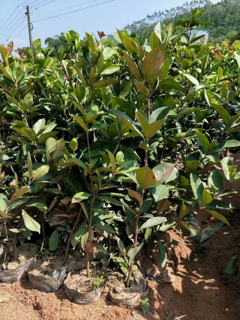 巴西樱桃苗甜樱桃苗南北方果树苗盆栽地栽车厘子