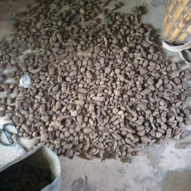 三叶青鲜货农村一手货源数量有限石老虎5斤起发货