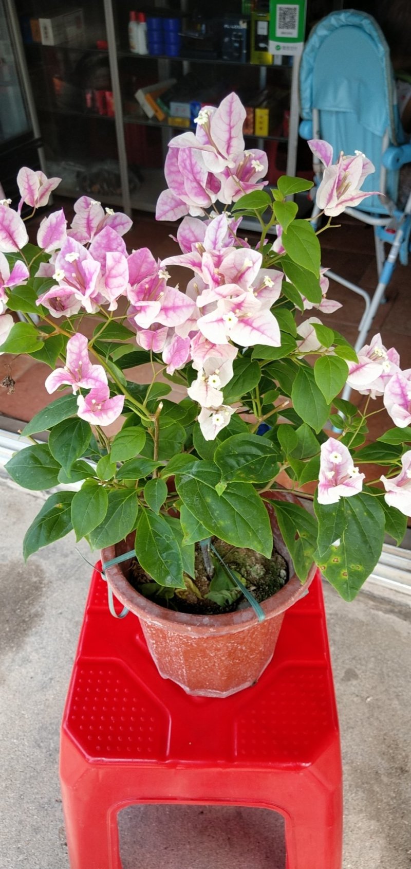 【热销】三角梅（勒杜鹃）小红盆，六角盆，各种规格