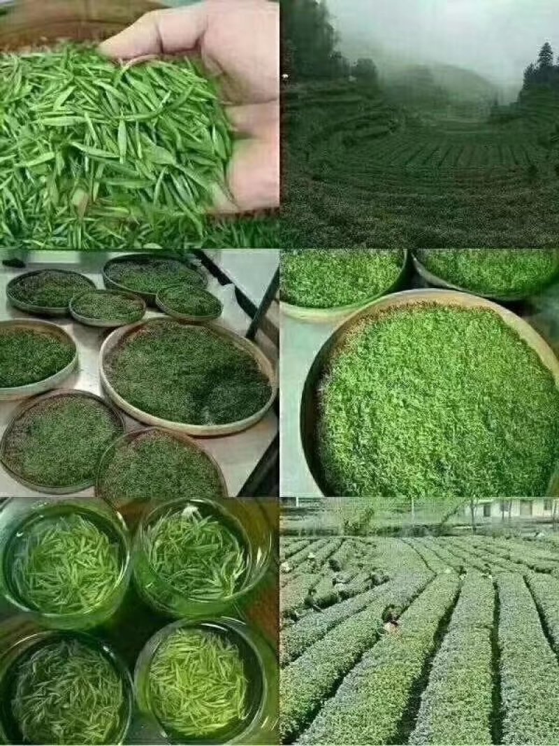 狗牯脑茶